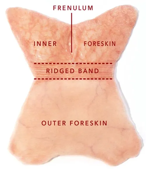 Foreskin Anatomy