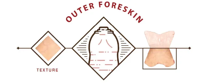 Outer Foreskin