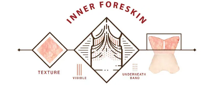 Inner Foreskin