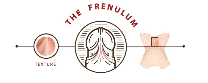 The Frenulum